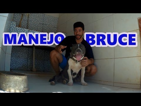 CACHORRO GIGANTE E O BULLY BRUCE - FRANCISCO CÃES BRASIL