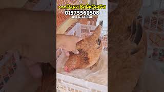 মুরগির বাচ্চা ফুটানোর ইনকিউবেটর#short #shorts #marufanimalslover #youtubeshorts #murgi