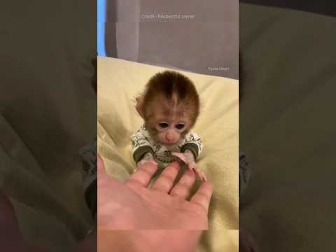 They Saved a Lonely Monkey 🐒