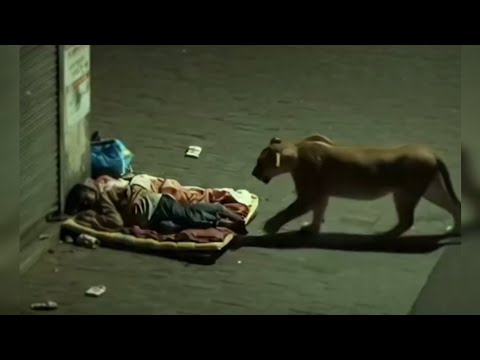 مشاهد تحدث فقط في الهند.. نمور وأسود في الشوارع !