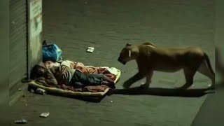 مشاهد تحدث فقط في الهند.. نمور وأسود في الشوارع !