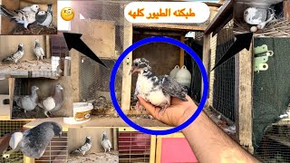 طبكنه الطيور كلهه  شوفو حيوان غريب بل سطح موجود 😱