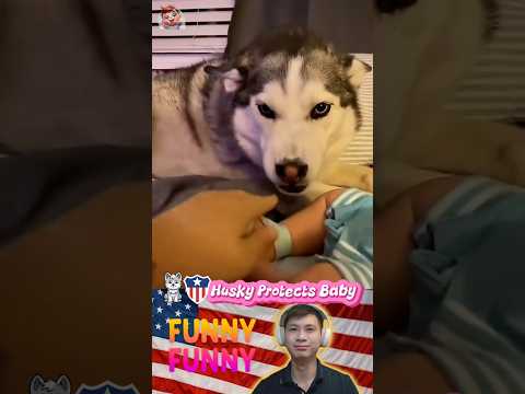 🐶🛡👶 Husky Protects Baby |#164| #shorts #funny #baby #dog #love #husky #protect #pets #puppy
