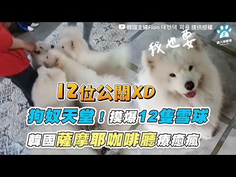 【狗奴天堂！摸爆12隻雪球 韓國薩摩耶咖啡廳療癒瘋】｜@韓國主婦Fion 대만댁 피욘