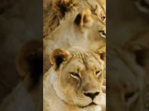 الشبل يخسر اختة وشريكتة في اللعب #shorts #documentary #shortvideo