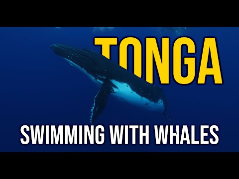 Swimming with Humpback whales in Vava'u Tonga