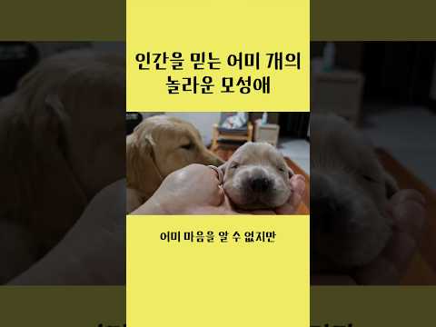 인간을 믿는 어미 개 모찌의 모성애