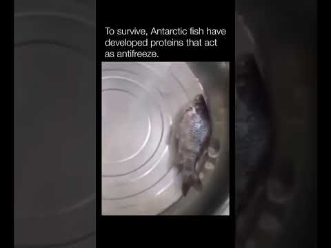 Antarctic Fish With Antifreeze Proteins