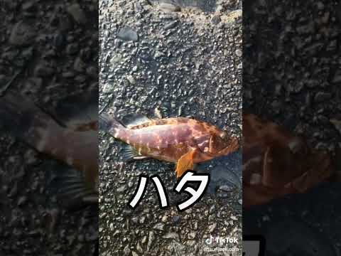 おすすめロックフィッシュターゲット３選！