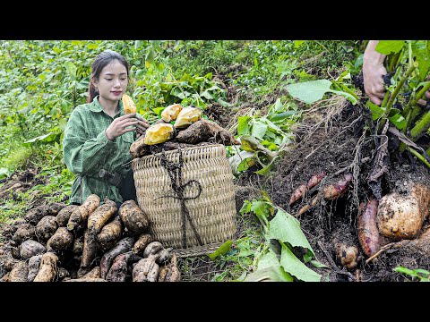 Ground ginseng can only be grown in cool climates - Sound of harvesting ground ginseng