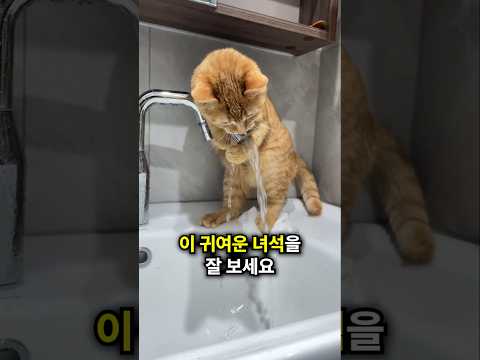 고양이는 어떨게든 물을 끄고싶어요