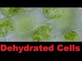 Understanding Osmosis and Cell Behavior