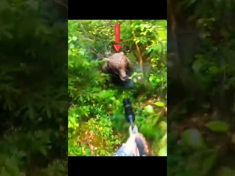 Close Call with a Brown Bear! Friend Saves Me from Attack!#BearAttack#CloseCall#HuntingDanger#охота