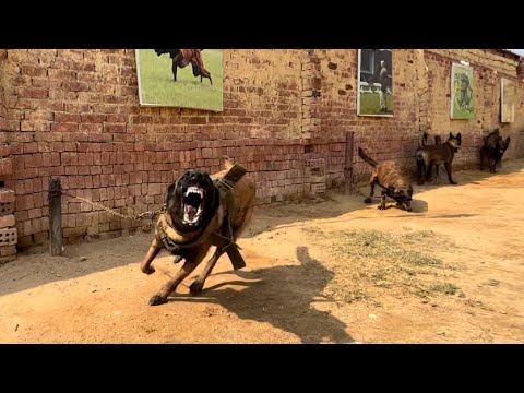 اقوي مزرعة مالينو في مصر 🐶كلاب قاتلة😡(سلسة مزارع الكلاب4)