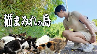 猫まみれの島でやらかした… フェリーでしか行けない田代島、女ひとり旅。