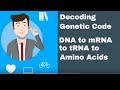 Understanding mRNA and Protein Synthesis