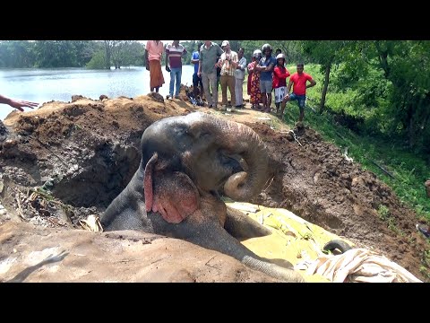 Race Against Time to Save a Drowning Elephant in Treacherous Mud