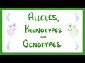 Exploring DNA Terminology: Alleles, Genotypes, and Phenotypes