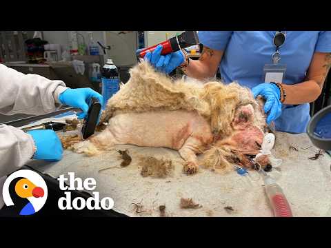 Photo for: Matted Dog Looked Like A Walking Cotton Ball, Wait Till You See Her Now | The Dodo