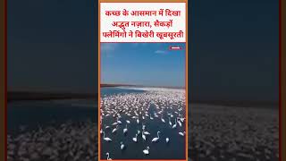 कच्छ के आसमान में दिखा अद्भुत नज़ारा, सैकड़ों फ्लेमिंगो ने बिखेरी खूबसूरती #beauty #video #viral