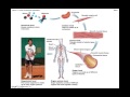 Human Body Organization and Structure