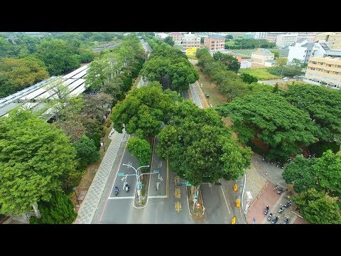 嘉義大學路，好美的綠色隧道美景  20181212 pic