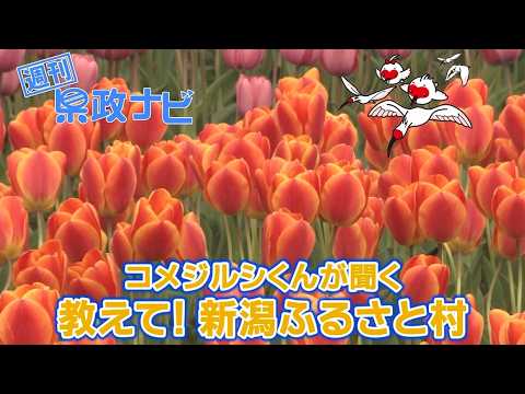 コメジルシくんが聞く 教えて！新潟ふるさと村｜週刊 県政ナビ 令和8年4月26日放送