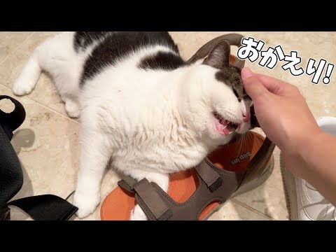 仕事で疲れ果てて帰宅したら猫が神対応だった…
