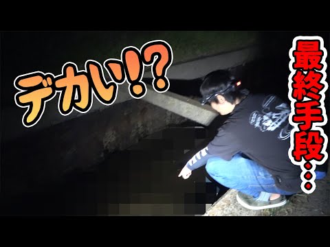 実は深夜の島の用水路には無数の高級魚が…