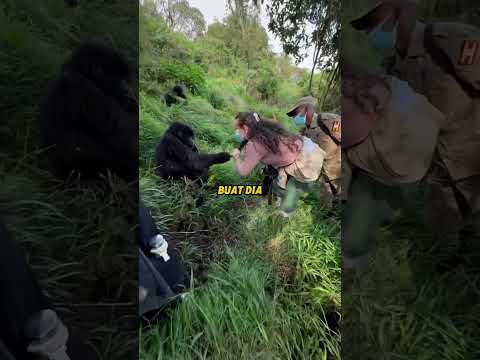 Gorila itu Kira Bisa Lolos tapi Saudaranya Kasih Hukuman Setimpal