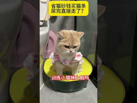 训练小猫上厕所 #cat #喵哥是萌新