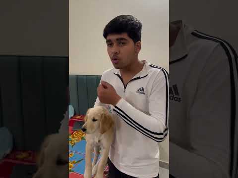 Silver button bach gya ajj #viralvideo #shortvideo #trendingshorts #youtubeshorts #doglovers #puppy