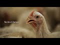 Broiler Chicken Welfare and Industry Practices