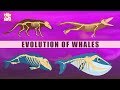Whale Evolution and Facts