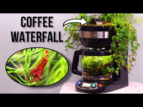 I Turned My Coffee Maker into an Ecosystem I had an interesting idea to make a coffee maker into an aquatic ecosystem. Normal fish and plants a