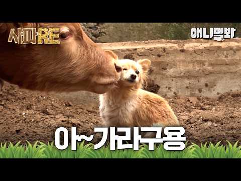 [사파RE] 왼쪽 뺨만 한없이 축축해지는 중💦#<strong>동물농장</strong> #animalfarm