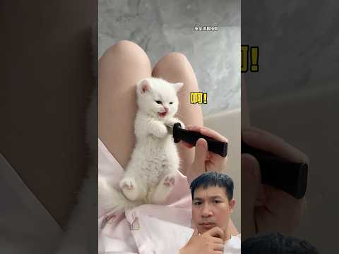 Reaction Video #music #love #friends #萌宠 #cats #catvideos #catshorts