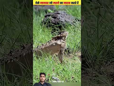 ऐसे जानवर जो मरने का नाटक करते हैं😮 #facts #amazingfacts #animals #animalfacts #wildlife #factshindi