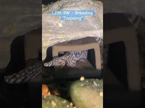 L236 SW Breeding - Trapping #l236 #l236SW #fishkee 