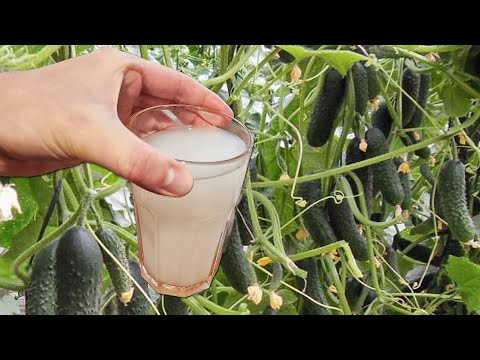 Подлила под Огурцы, Томаты, Перец и они сразу за неделю дали тонну урожая! Это невероятно!