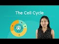 Cell Cycle and Its Implications