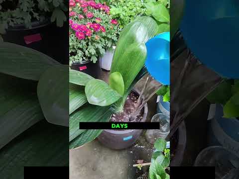 Yellow Leaves + No Blooms on Clivia? 🌿🌸 Look at This Care Step||#CliviaCare #Clivia  #YellowLeaves