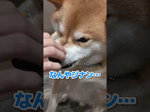 続・次男お盆帰省パニック #柴犬スティーブ #コーギー #犬猫アテレコ