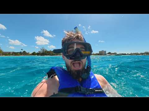 We Swam With Wild Sea Turtles in Barbados 🇧🇧