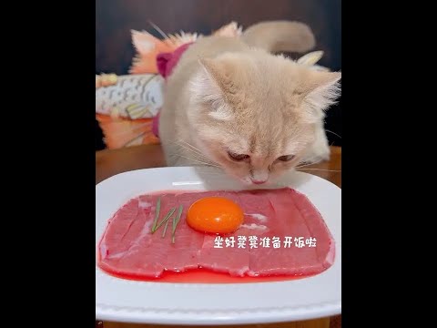Eat up, eat up~ #CatLover #FoodieCat #RawMeat #FeedingCats #LittleSneakyCat