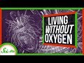 Understanding Oxygen-Independent Life