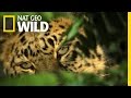 Wildlife Monitoring and Conservation Efforts