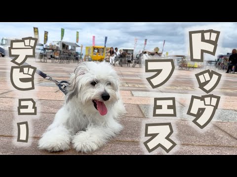 むう、はじめてのドッグフェス🐾|たくさんのわんこと出会った日🌸