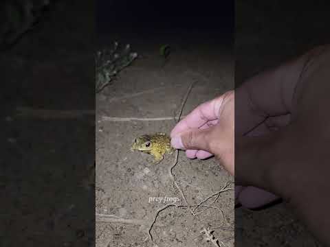 #trendingvideo#viralreel#viralshort#funny#magic#shortsfeed#shots#shorts#subscrib#frog#comedy#fun