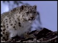 WildAid PSA - Jayne Torvill & Christopher Dean : Snow Leopards